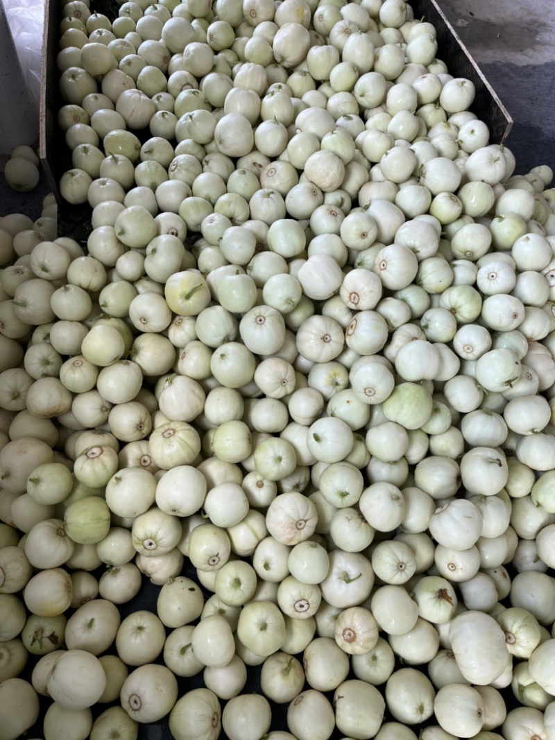 香瓜，甜瓜，小白瓜，盐城本地香瓜，美浓香瓜，上市中