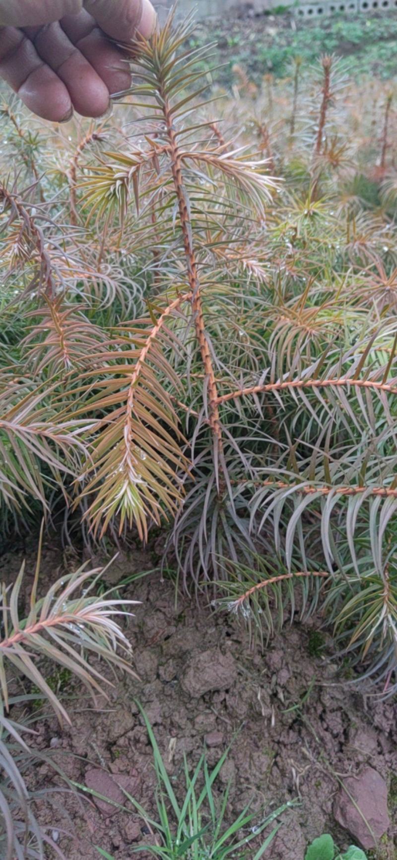 杉树苗，当年生苗，苗壮，成活率高价格优惠10000株包邮