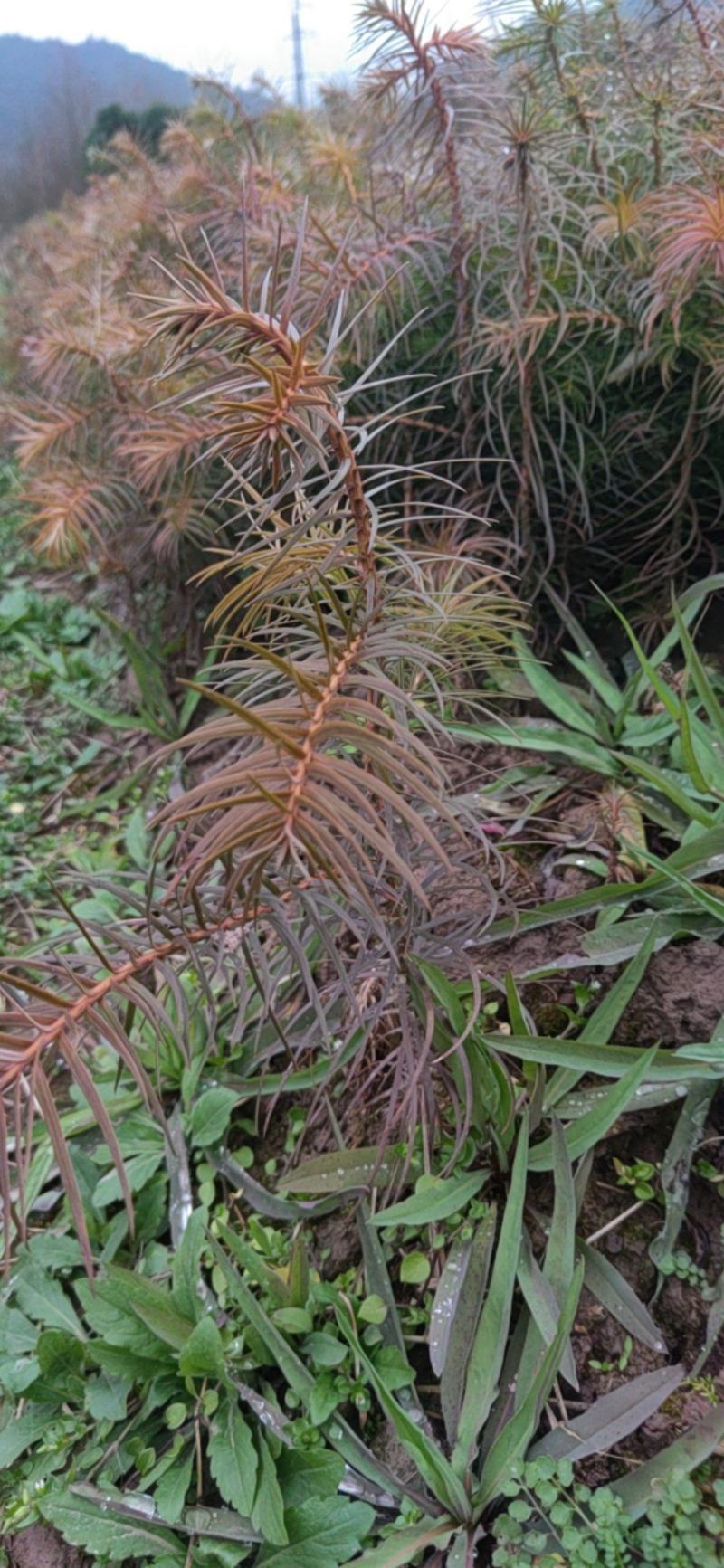 杉树苗，当年生苗，苗壮，成活率高价格优惠10000株包邮