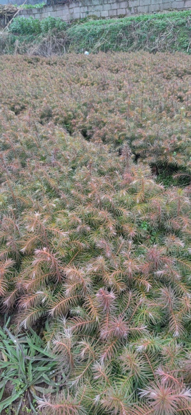 杉树苗，当年生苗，苗壮，成活率高价格优惠10000株包邮