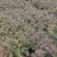 杉树苗，当年生苗，苗壮，成活率高价格优惠10000株包邮