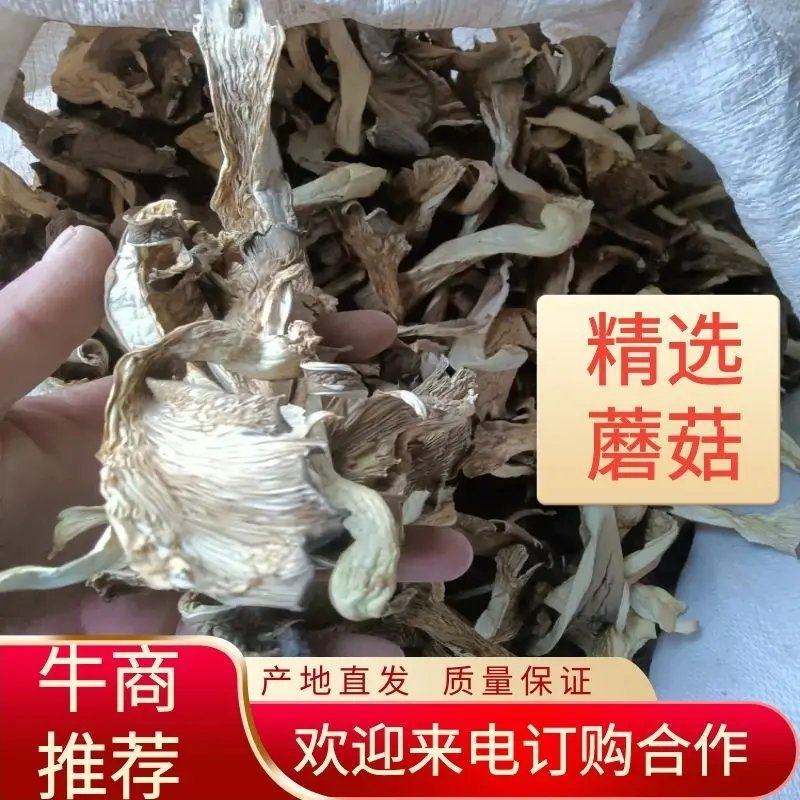 烘【干平菇】蘑菇干全年供应一手货源欢迎咨询