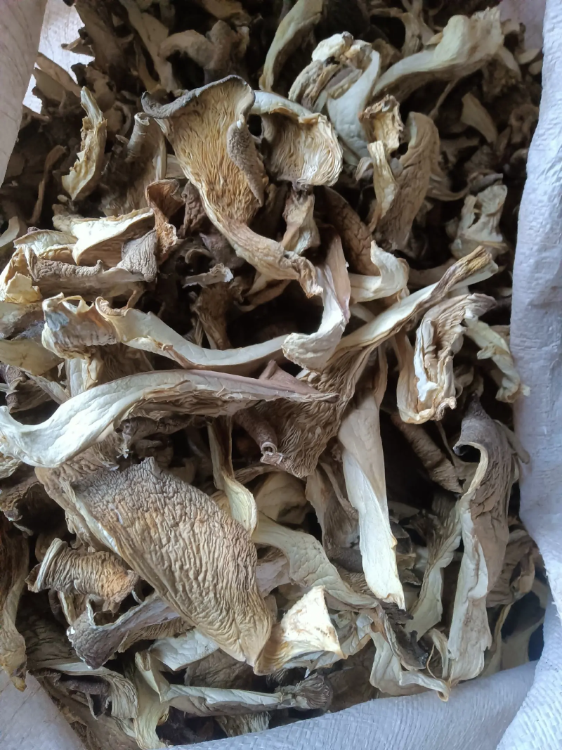 烘【干平菇】蘑菇干全年供应一手货源欢迎咨询
