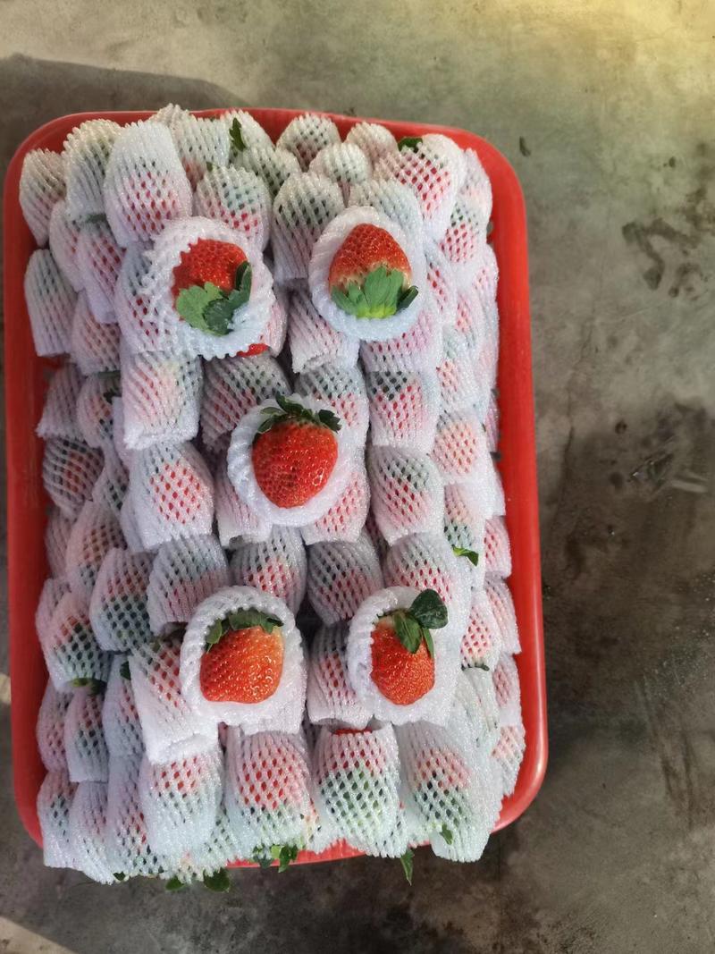 大凉山黔莓一号现摘现发，规格可选，包装多样，欢迎联系