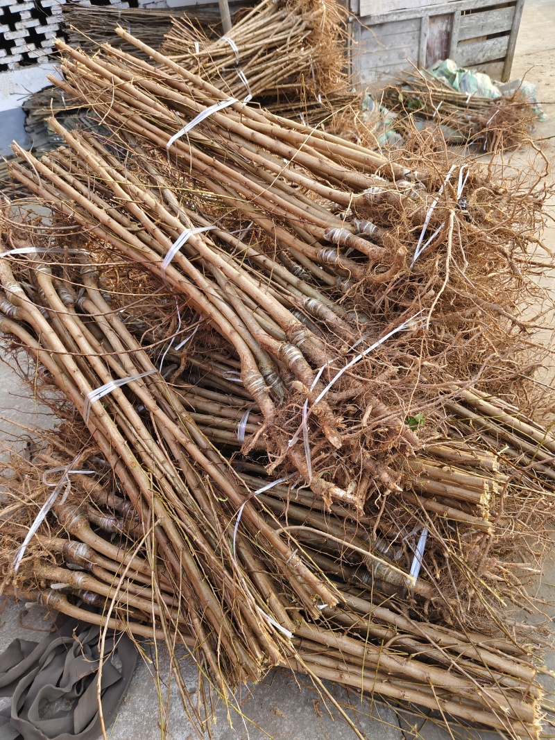 嫁接李子苗，蜂糖李，青脆李，脆红李，五月脆，黄金奈李等