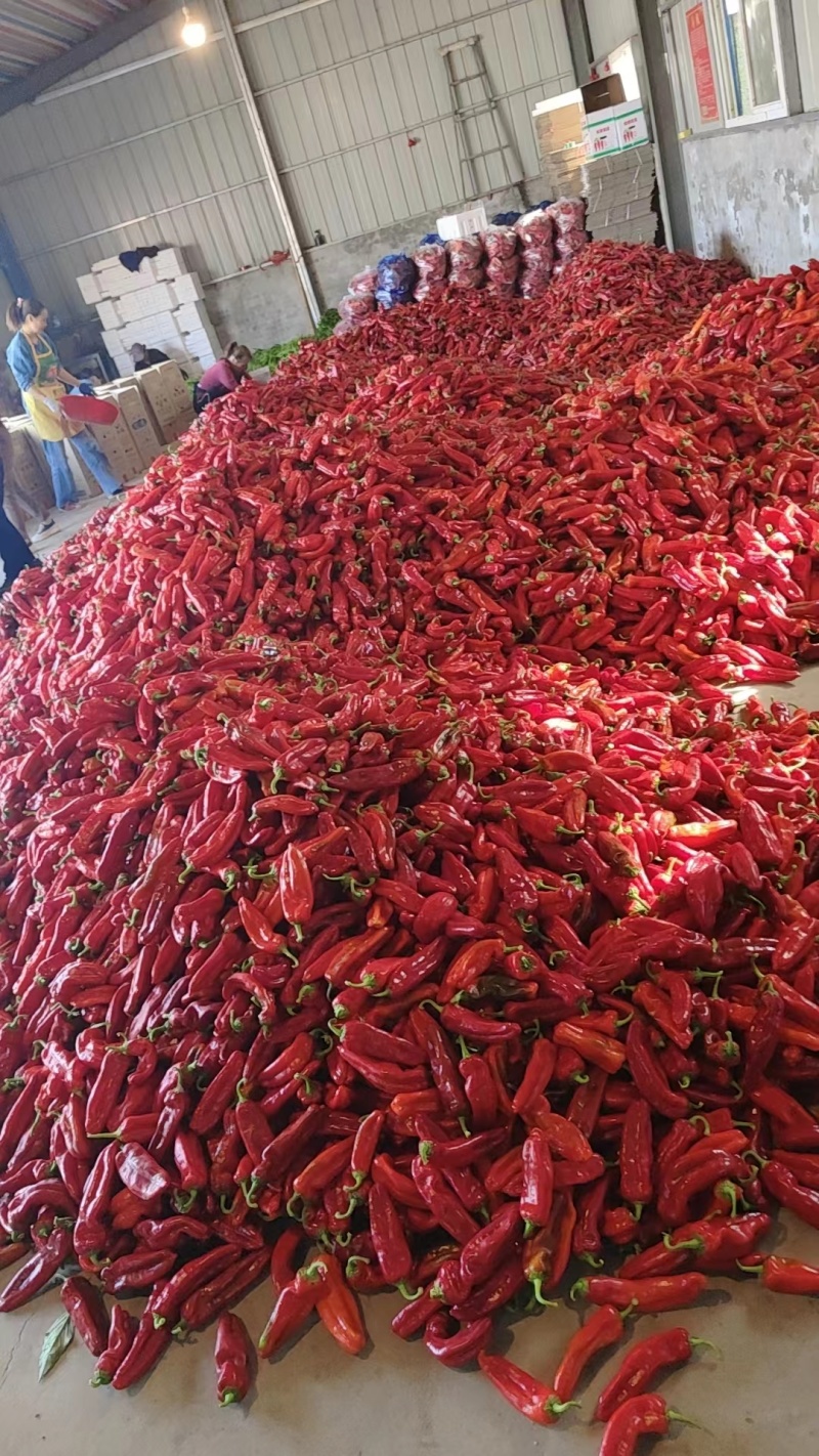 【热卖】芜湖红椒，万亩辣椒基地大量上市，欢迎老板前来选购