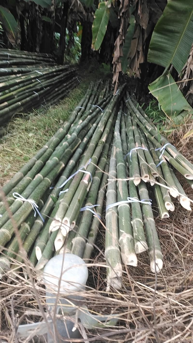 8米篙竹搭架竹大量供应现货根5公分尾2.5到3