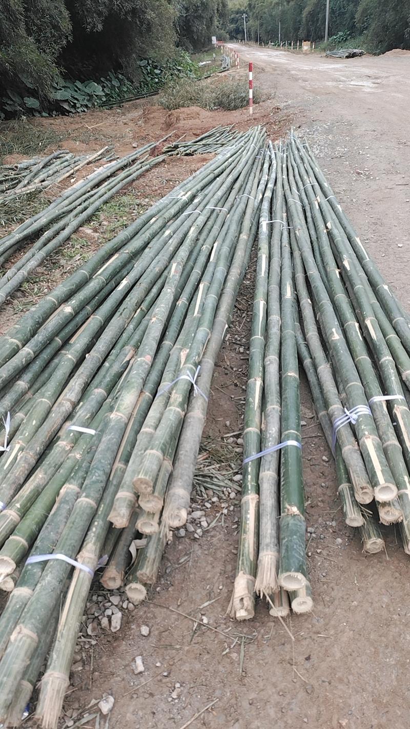 8米篙竹搭架竹大量供应现货根5公分尾2.5到3