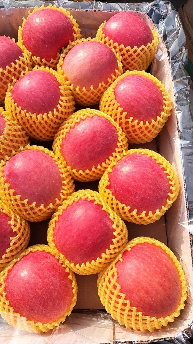 辽宁精品寒富苹果