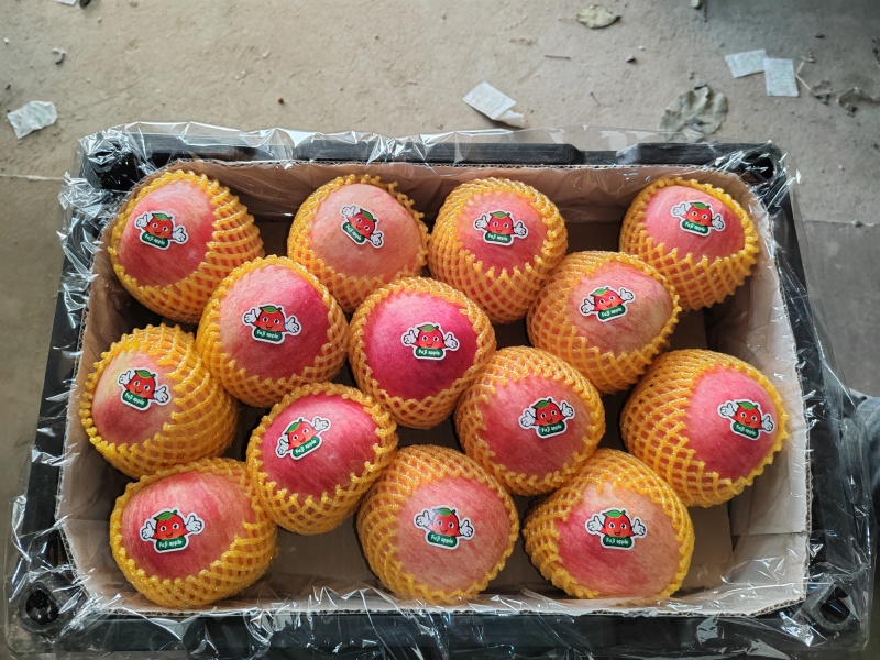 辽宁精品寒富苹果