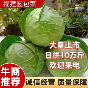 福建甘蓝圆包菜产地直发支持视频看货代发全国市场