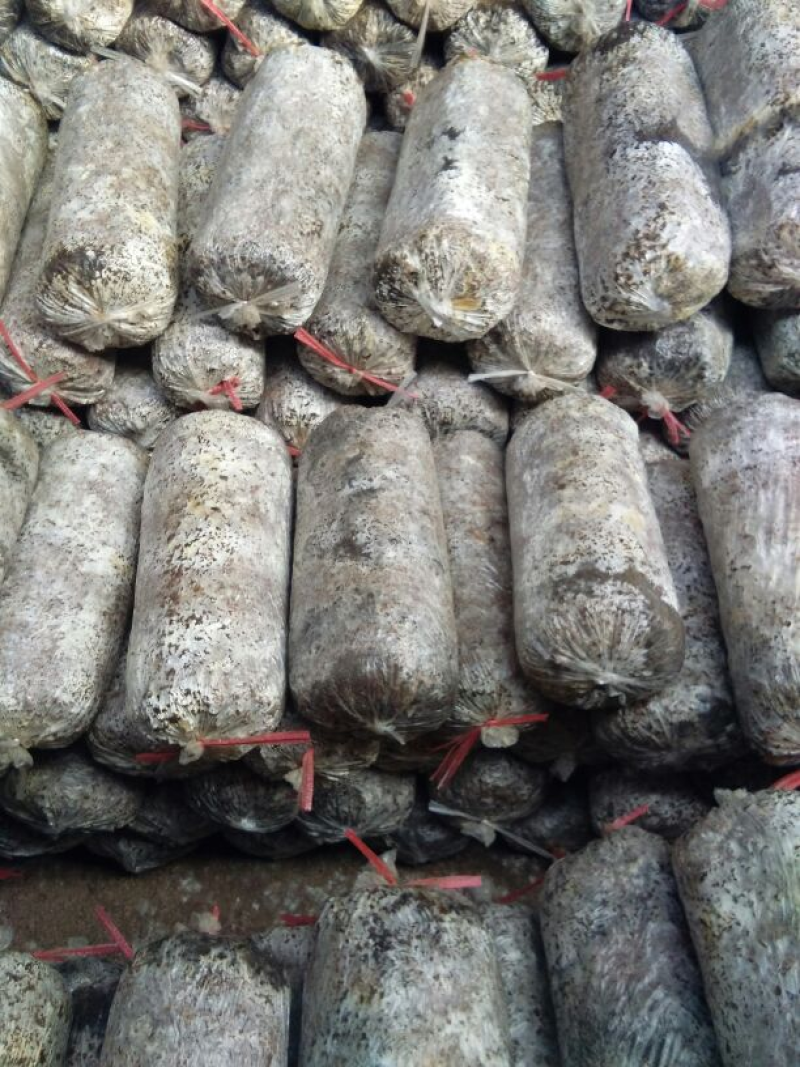【推荐】平菇菌棒菌种常年有货批发全国欢迎咨询