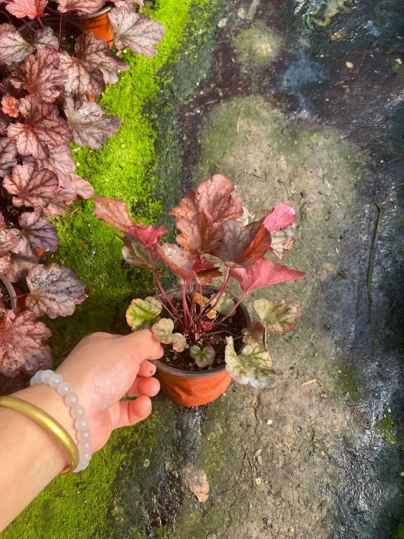 矾根盆栽#彩色矾根成活率高#品种齐全#产地直供价