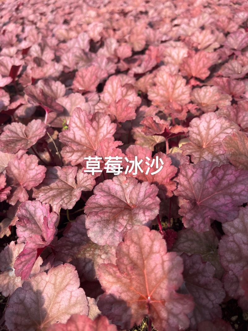 矾根盆栽#彩色矾根成活率高#品种齐全#产地直供价