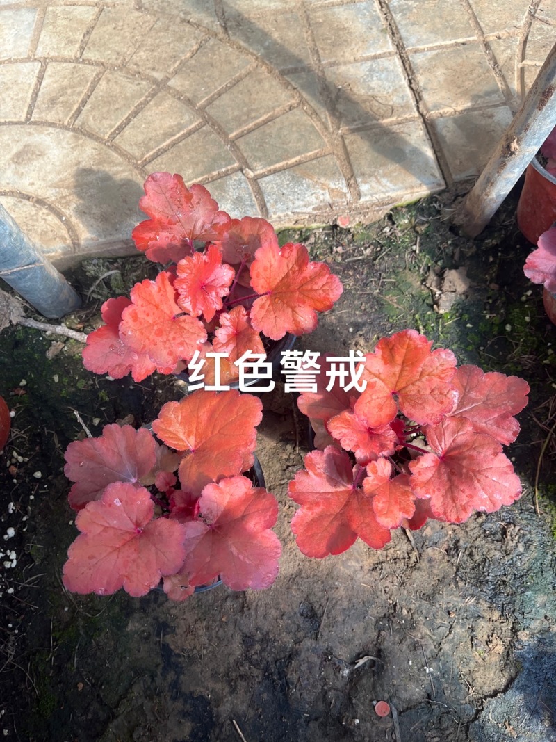 矾根盆栽#彩色矾根成活率高#品种齐全#产地直供价