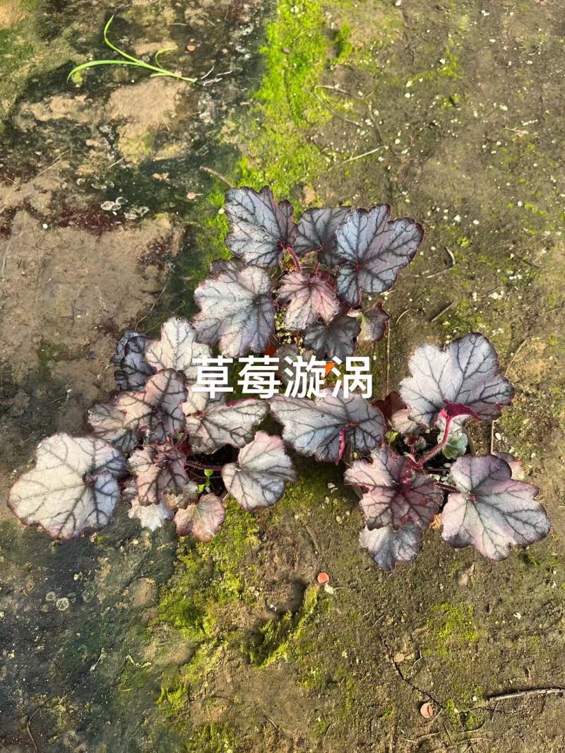 矾根盆栽#彩色矾根成活率高#品种齐全#产地直供价