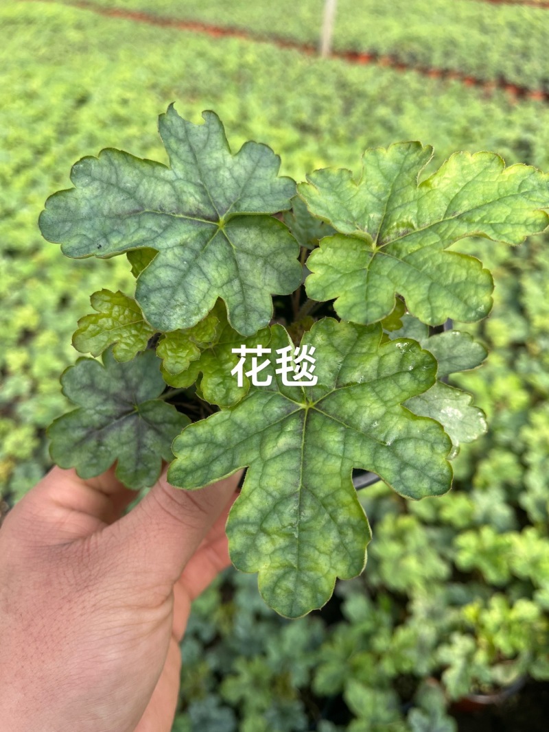 矾根盆栽#彩色矾根成活率高#品种齐全#产地直供价