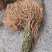 云南满山香鲜货