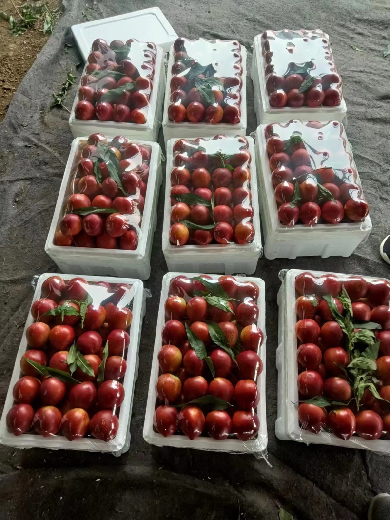 大棚油桃大量供应山东产地直发质量保证货源充足量大优惠