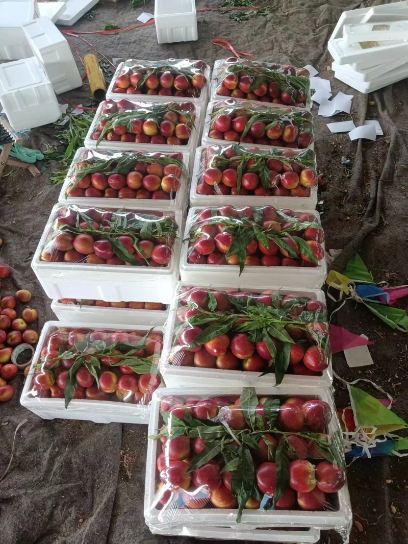 大棚油桃大量供应山东产地直发质量保证货源充足量大优惠