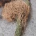 云南满山香鲜货