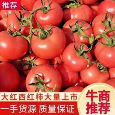 福建西红柿大红西红柿，产地货源，质量好，对接大型批发