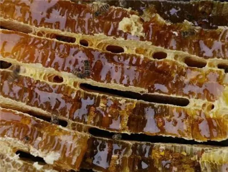 精品土蜂蜜产地一手货源对接大型批发商欢迎来电咨询洽谈