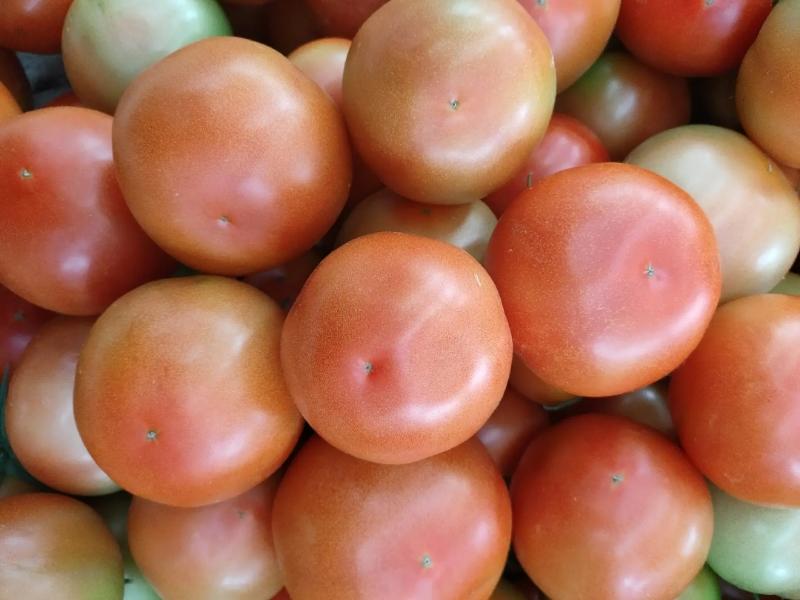 福建西红柿大红西红柿，产地货源，质量好，对接大型批发