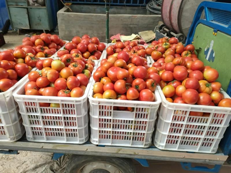 福建西红柿大红西红柿，产地货源，质量好，对接大型批发