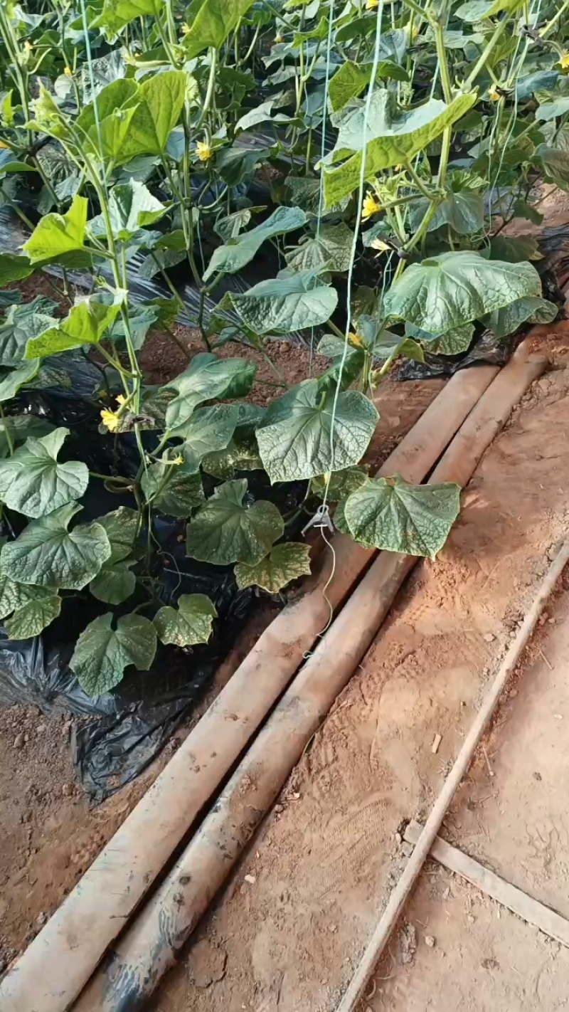大荔县密刺黄瓜陆续上市中，需要的老板，请与一亩前联系我，