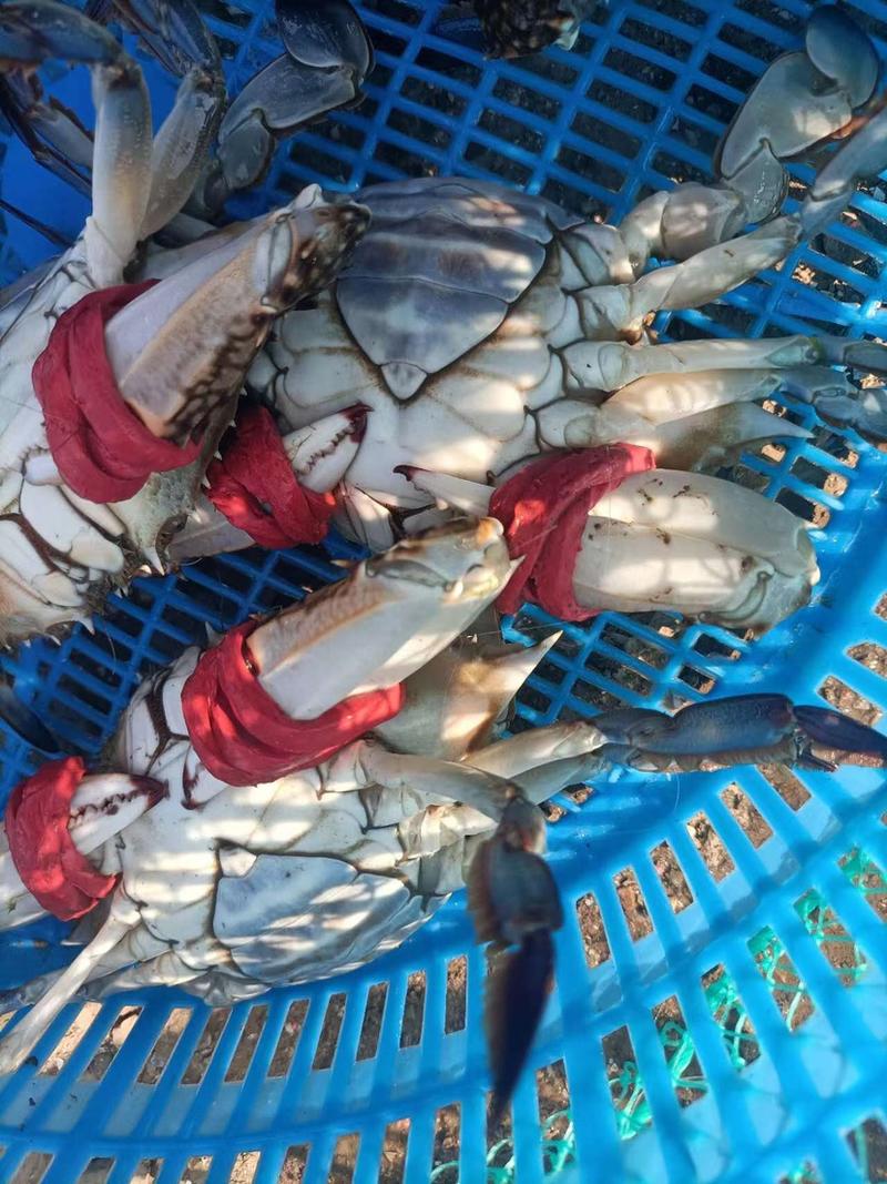 山东梭子蟹，母蟹大量现货新鲜供应，欢迎下单订购