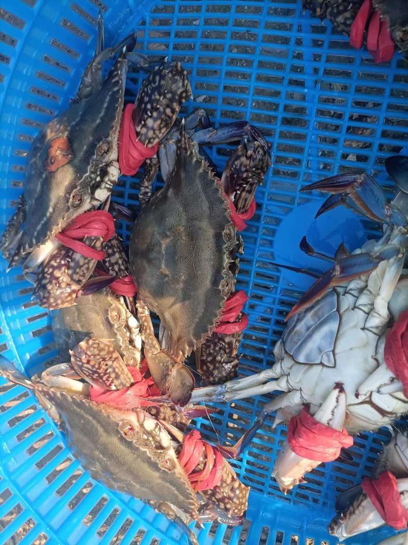 山东梭子蟹，母蟹大量现货新鲜供应，欢迎下单订购