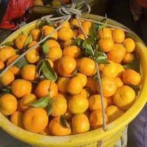 一手货源砂糖橘，蜜橘整车走货对接全国市场量大从优