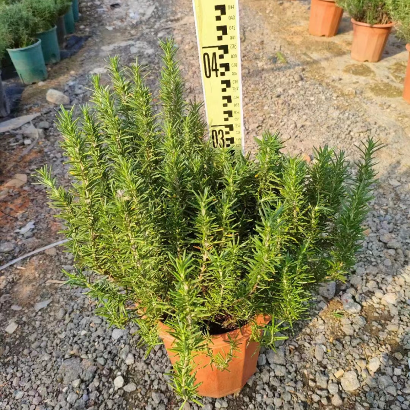迷迭香，提供技术保质保量，精品一手货源视频看产品