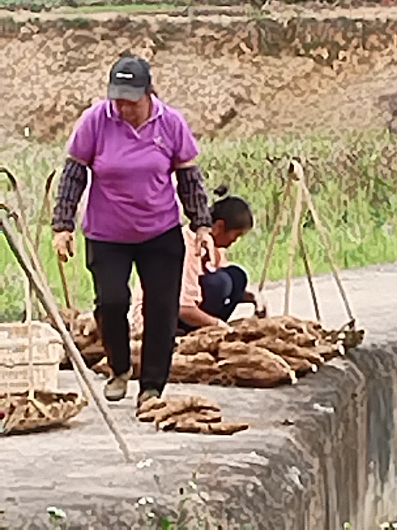 批发现卖现挖大量新鲜葛根一级葛根二级葛根量大从优