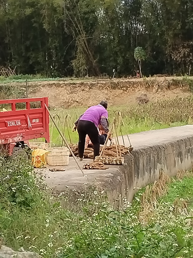 批发现卖现挖大量新鲜葛根一级葛根二级葛根量大从优