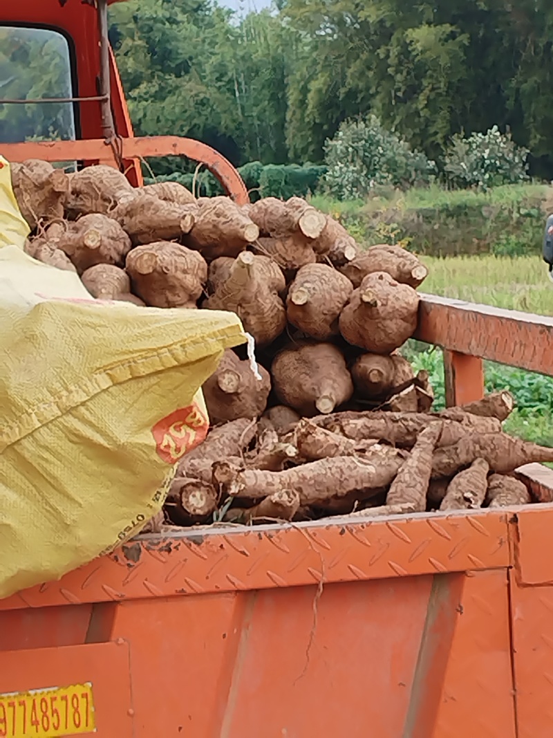 批发现卖现挖大量新鲜葛根一级葛根二级葛根量大从优