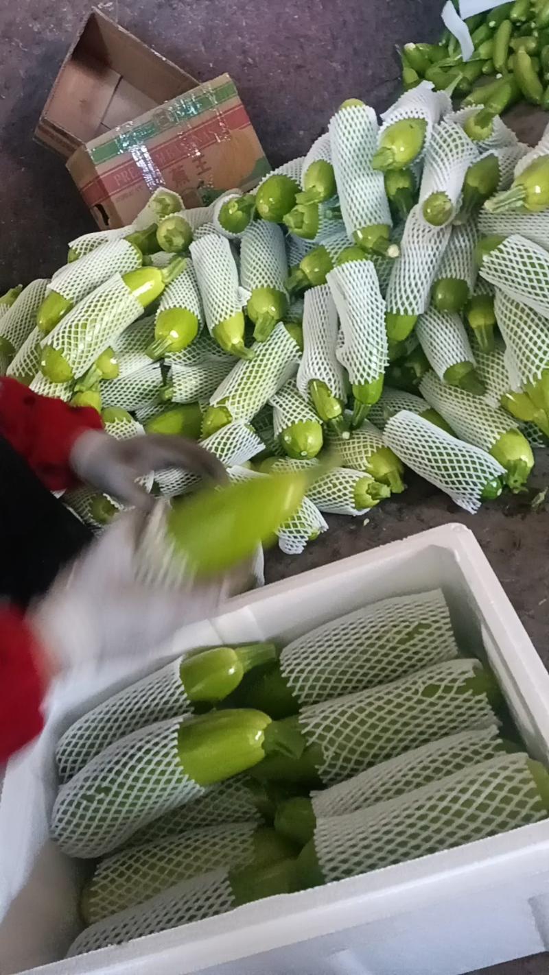 绿皮西葫芦平邑绿皮西葫产地现摘0.5斤起步，对接市场电商