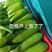 绿皮西葫芦平邑绿皮西葫产地现摘0.5斤起步，对接市场电商