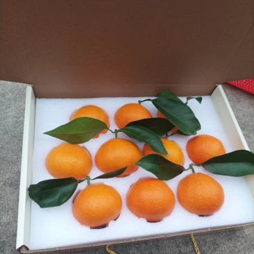 象山红美人礼盒装自家果园现摘现卖快递包邮