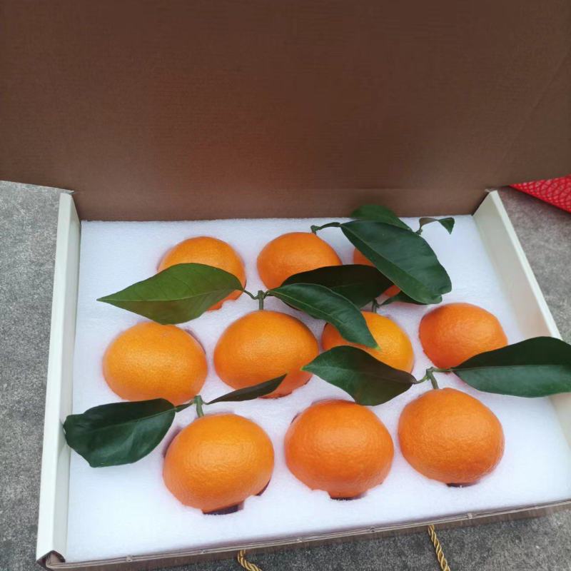 象山红美人礼盒装自家果园现摘现卖快递包邮