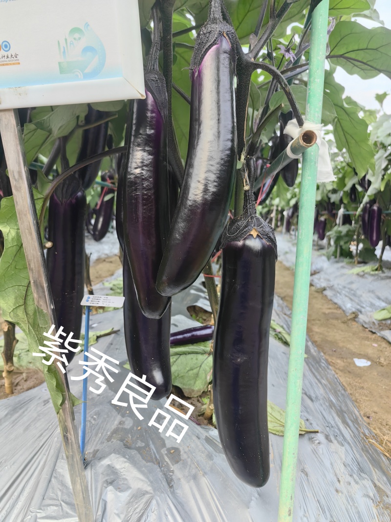 紫秀良品烧烤茄子及普通菜用深紫红色鲜艳有光泽品优质保。