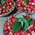 【推荐】红颜草莓园中大果小果诚心寻找水果商家可长期合作