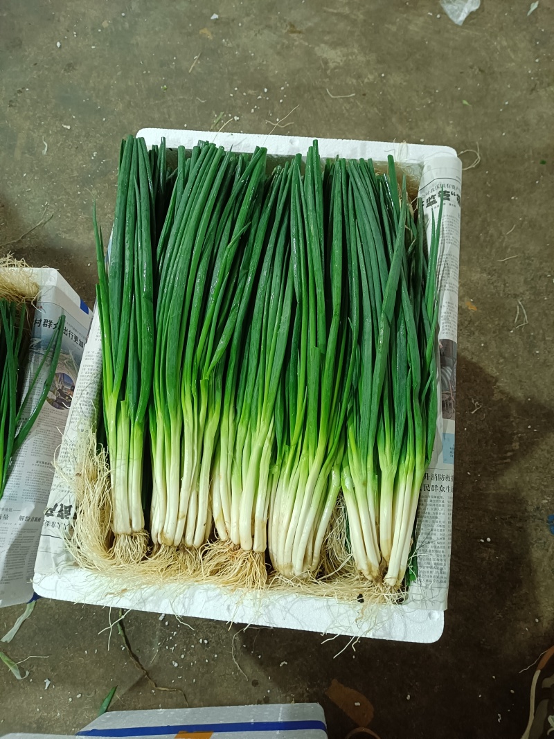 三联香葱