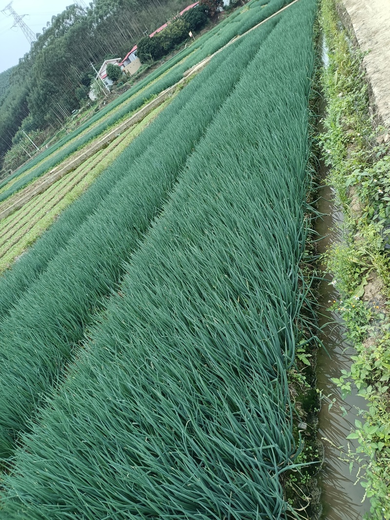 三联香葱