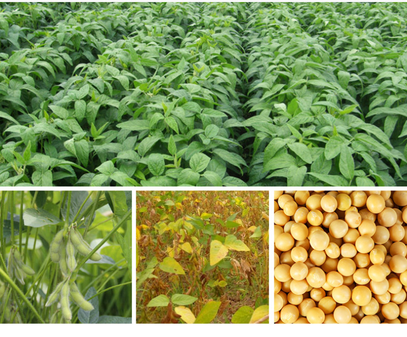 【推荐】黄豆东北红玖大颗粒黄豆量大价优欢迎联系