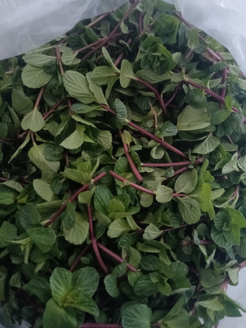 薄荷新鲜薄荷
