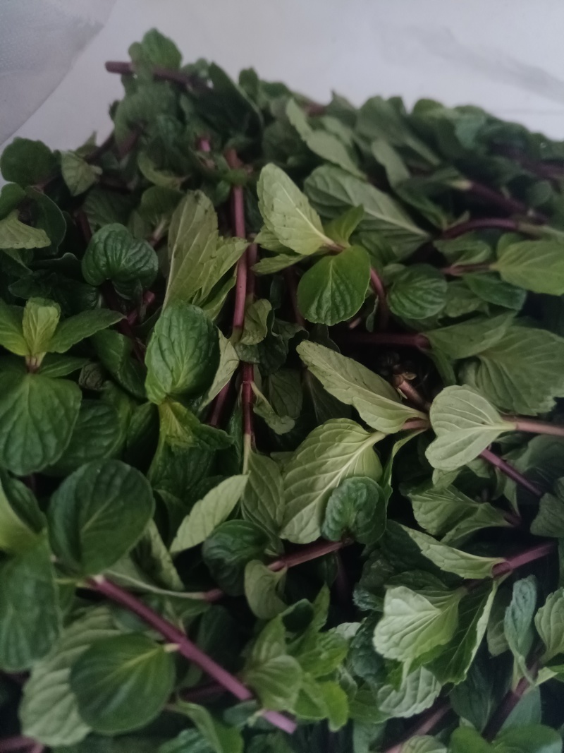 薄荷新鲜薄荷