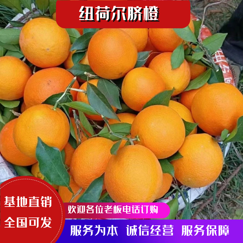湖北纽荷脐橙口感纯甜源鲜货供应70以上大果口感纯甜