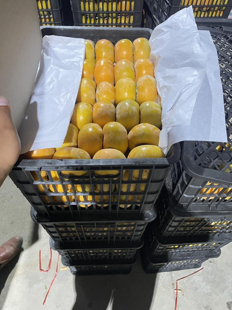恭城柿子常年代收代发市场果，越南果，电商果